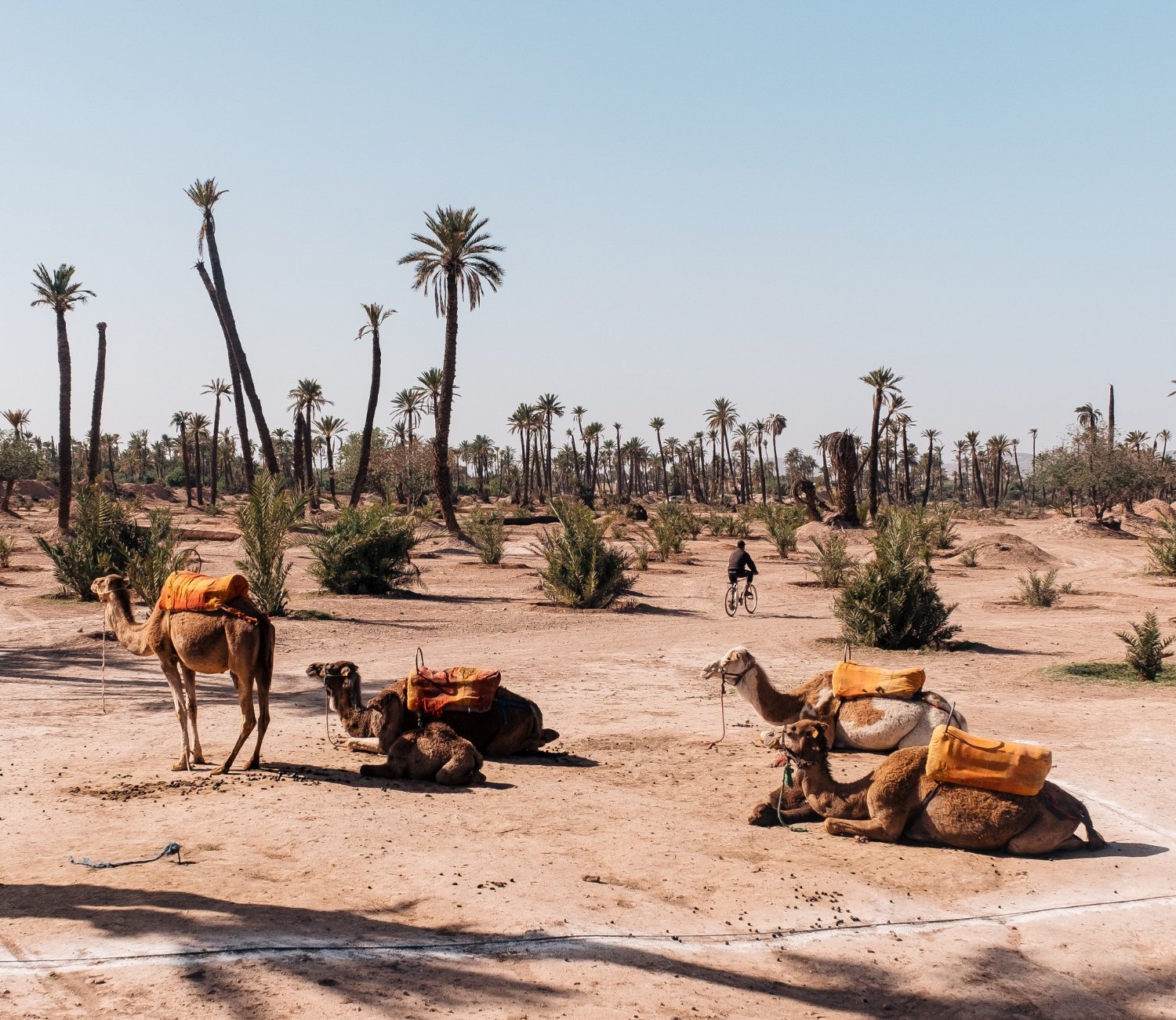 Palms Grove Camels